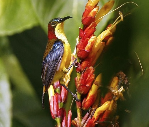 Elegant sunbird