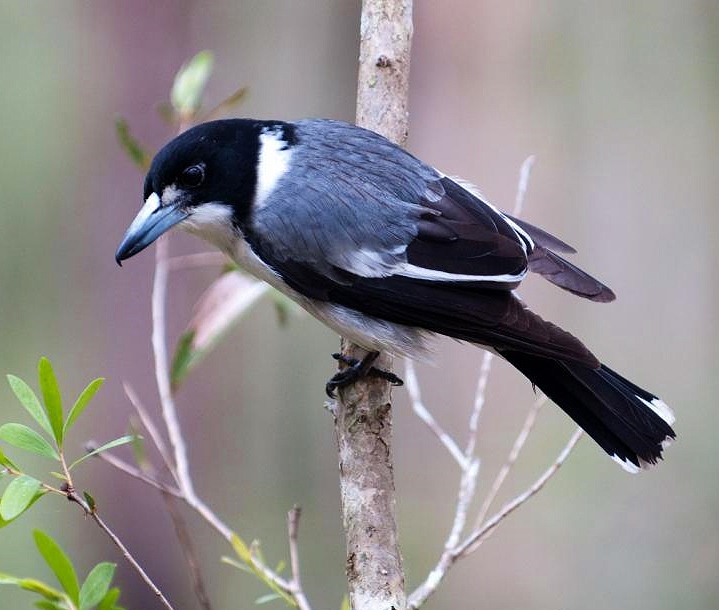 Grey butcherbird