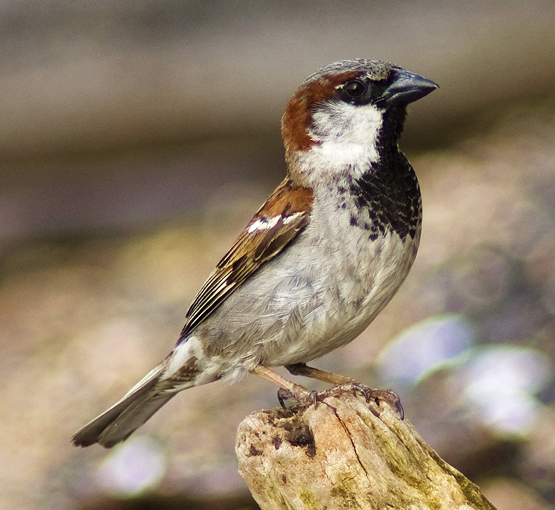 House sparrow