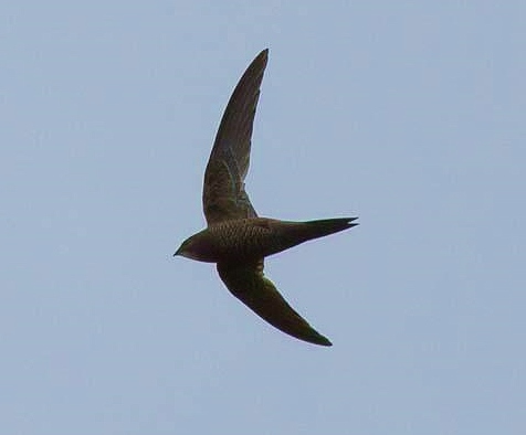 Mottled swift