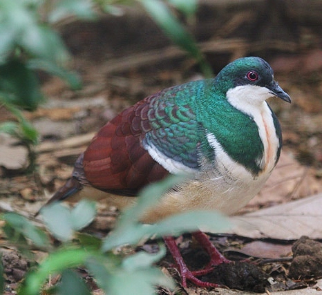 Negros bleeding-heart