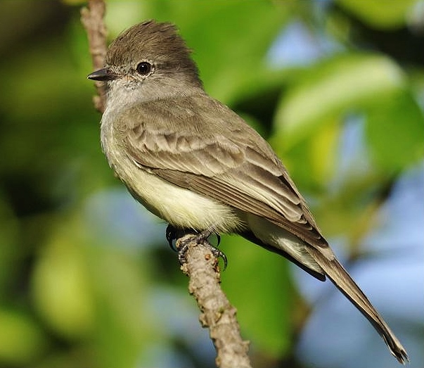 Northern scrub-flycatcher