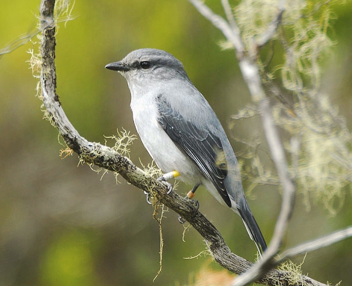 Reunion cuckooshrike