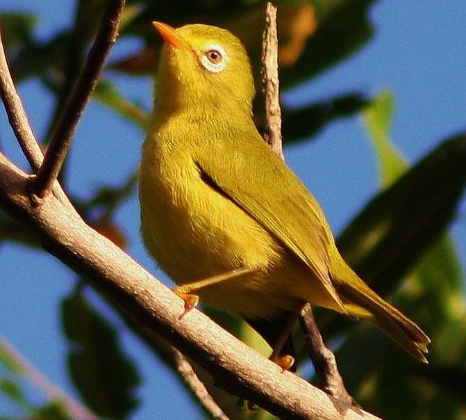 Rota bridled white-eye