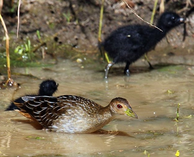 Striped crake