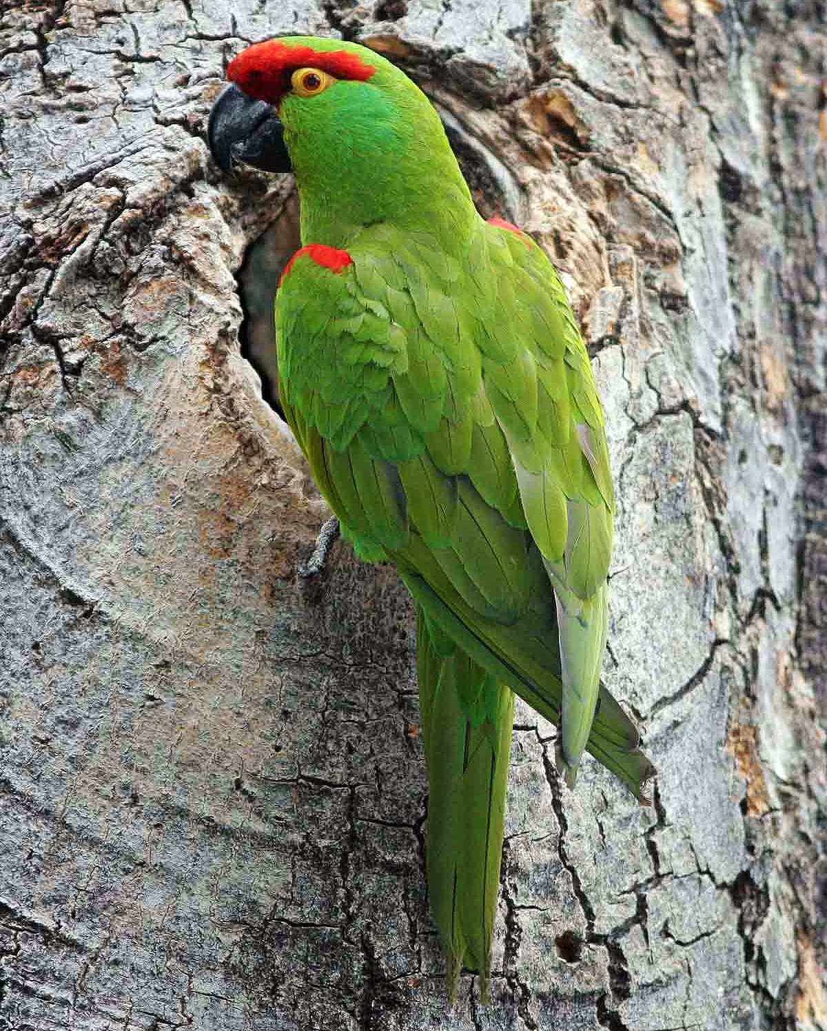 Thick-billed parrot