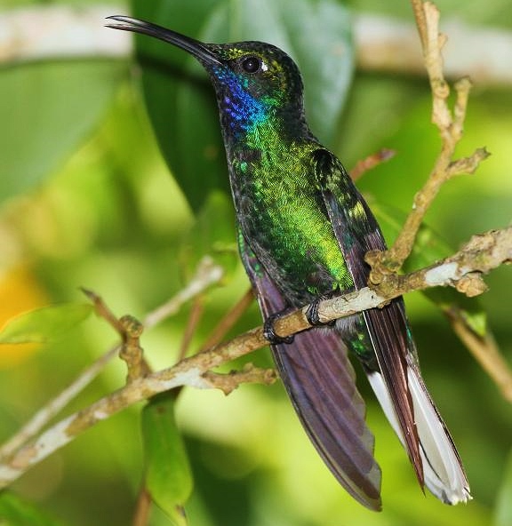 White-tailed sabrewing