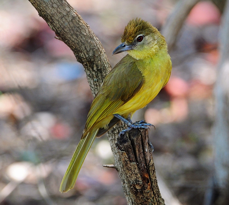 Yellow-bellied greenbul