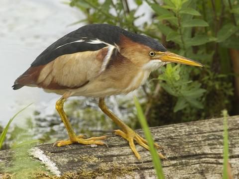 Least bittern