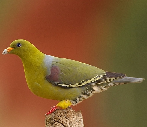 African green-pigeon