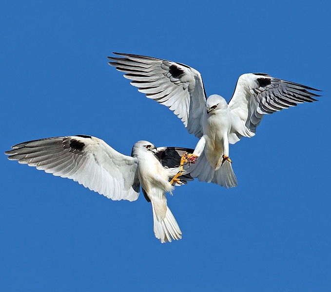 Black-shouldered kite