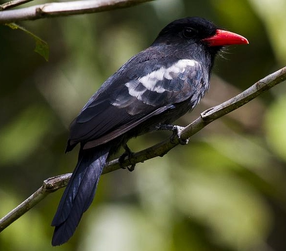 Black nunbird