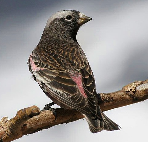 Black rosy finch