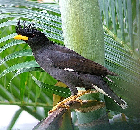 Crested myna