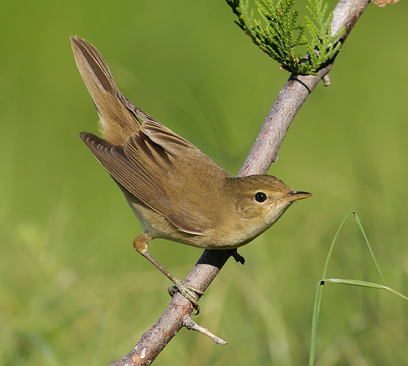 Eurasian reed-warbler