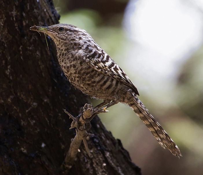 Fasciated wren