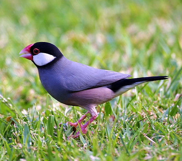 Java sparrow