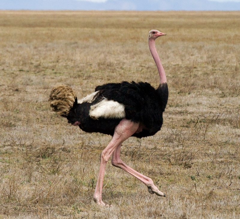 Ostrich