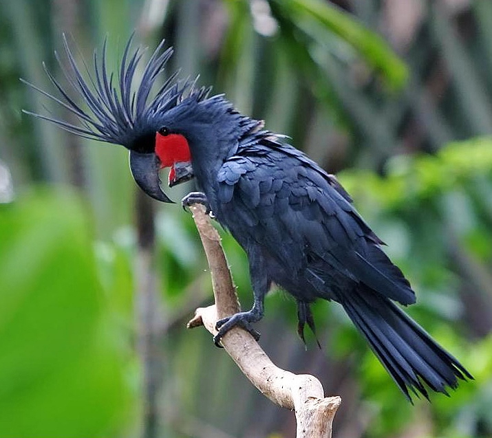 Palm cockatoo