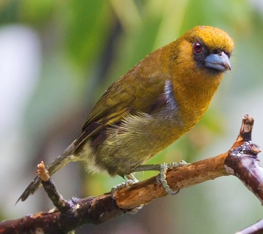 Prong-billed barbet