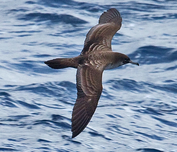 Wedge-tailed shearwater