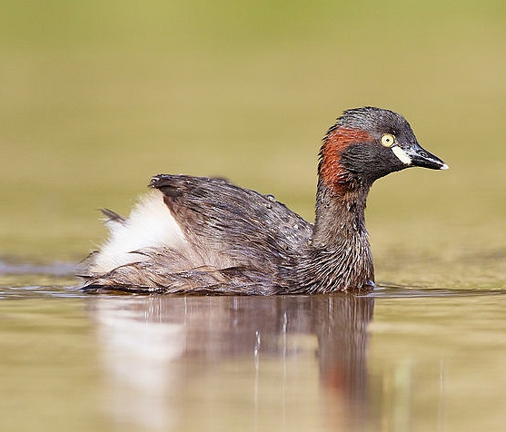 Australasian grebe