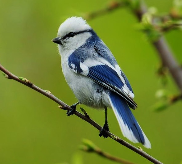 Azure tit