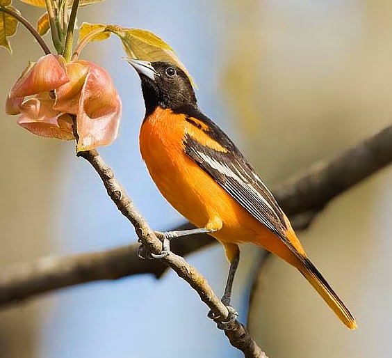 Baltimore oriole