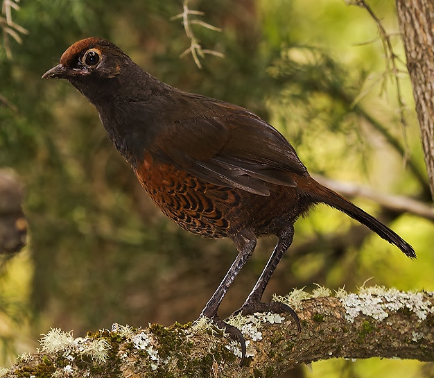 Black-throated huet-huet