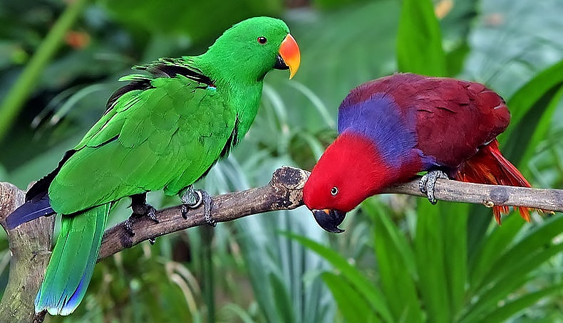 Eclectus parrot