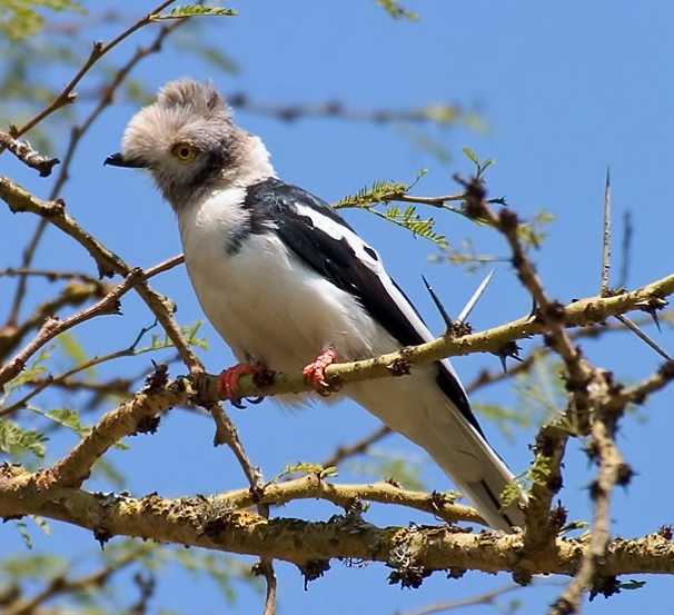 Grey-crested helmetshrike