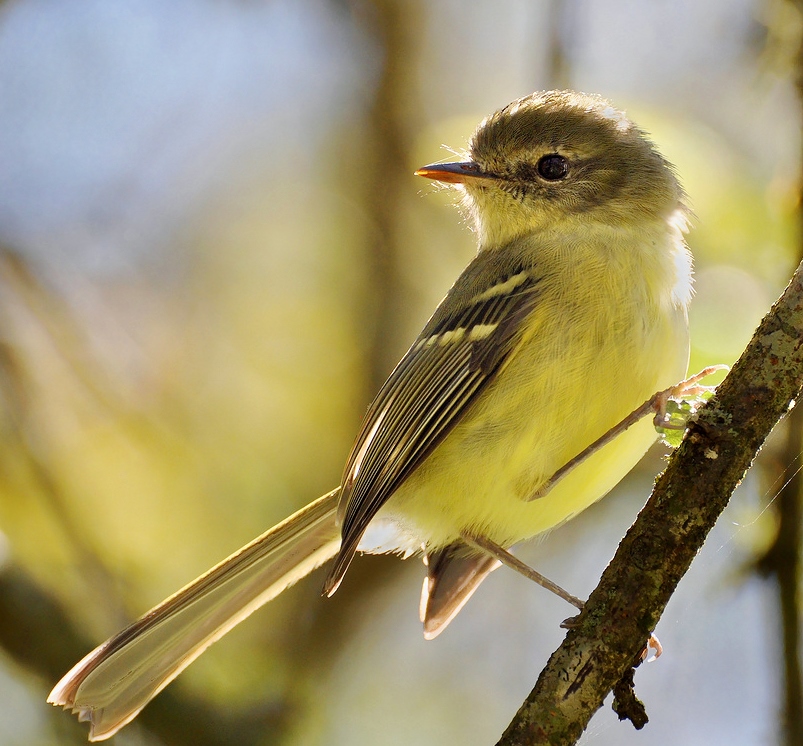 Mottle-cheeked tyrannulet