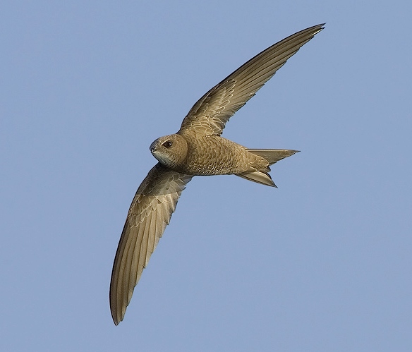 Pallid swift