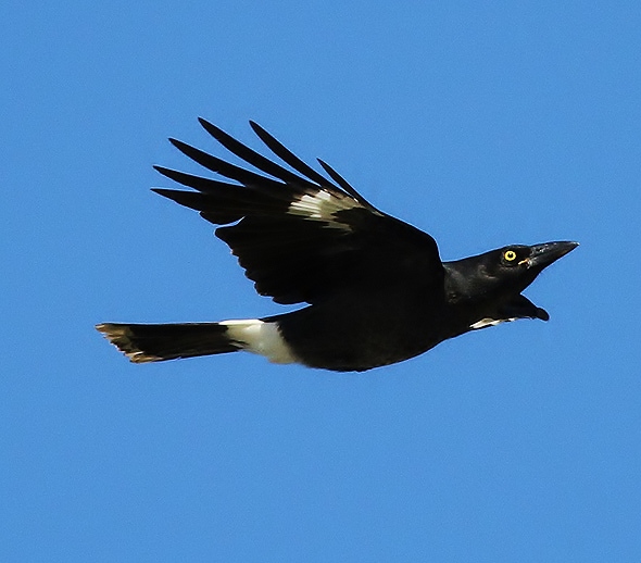 Pied currawong