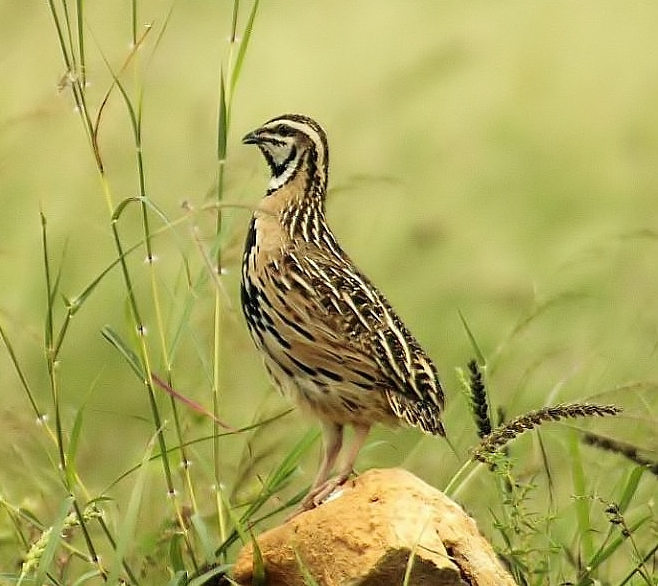 Rain quail