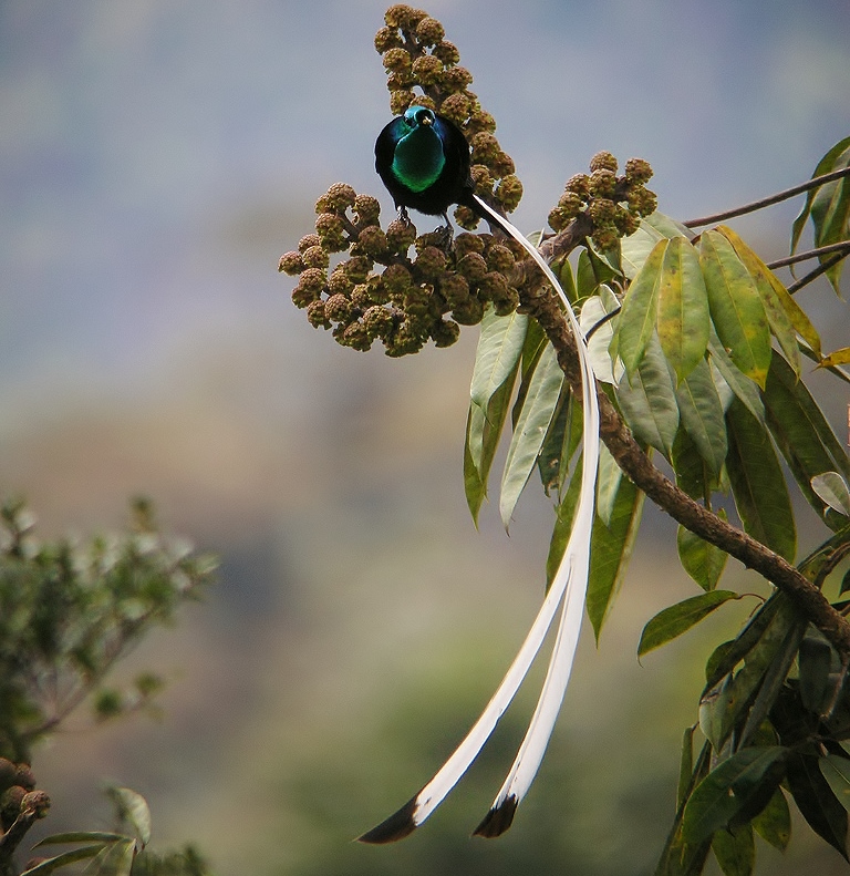 Ribbon-tailed astrapia