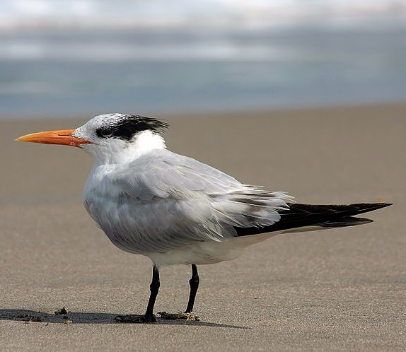 Royal tern