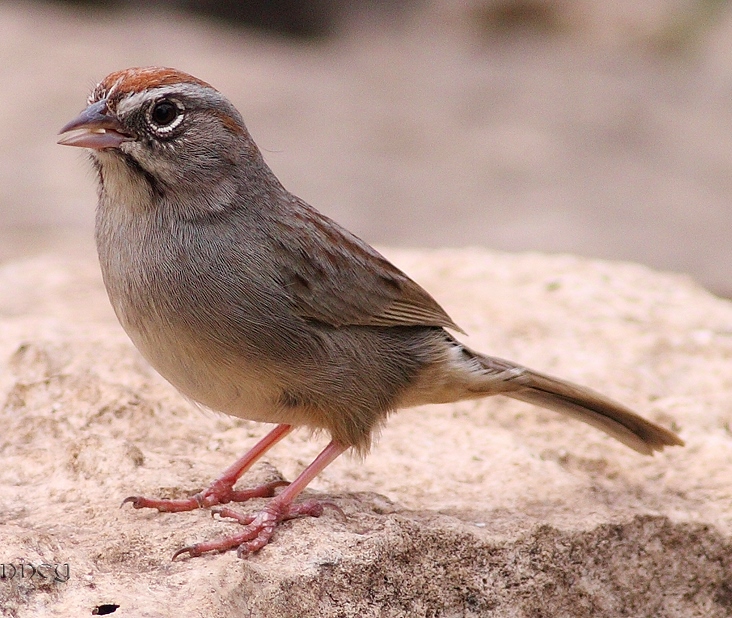 Rufous-crowned sparrow