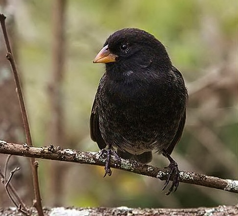 Small ground-finch