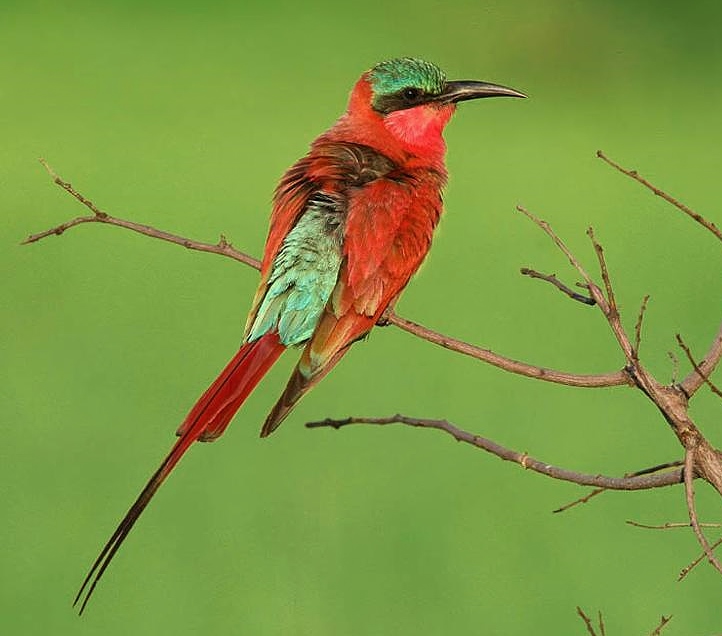 Southern carmine bee-eater