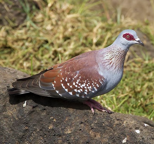 Speckled pigeon