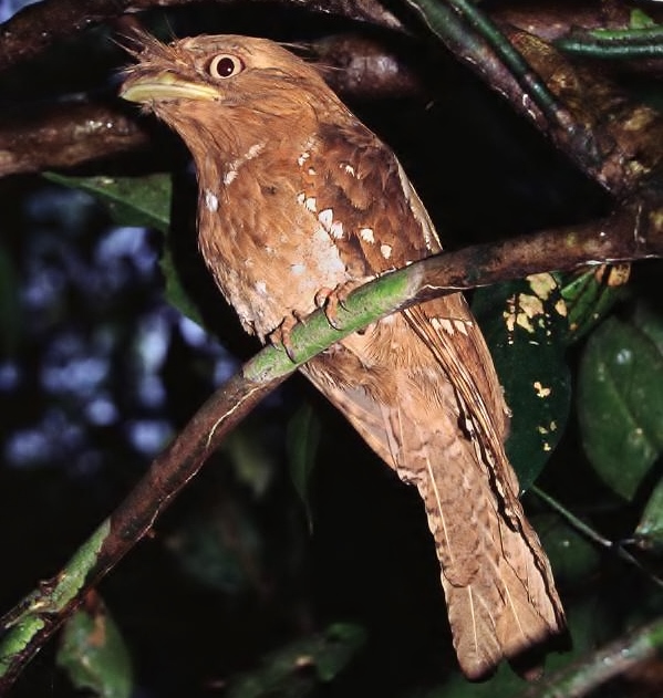Sri Lanka frogmouth