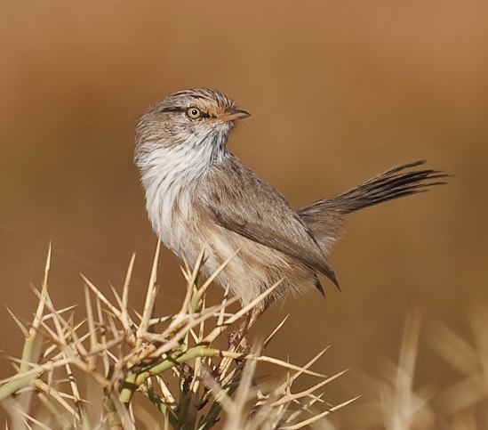 Streaked scrub-warbler