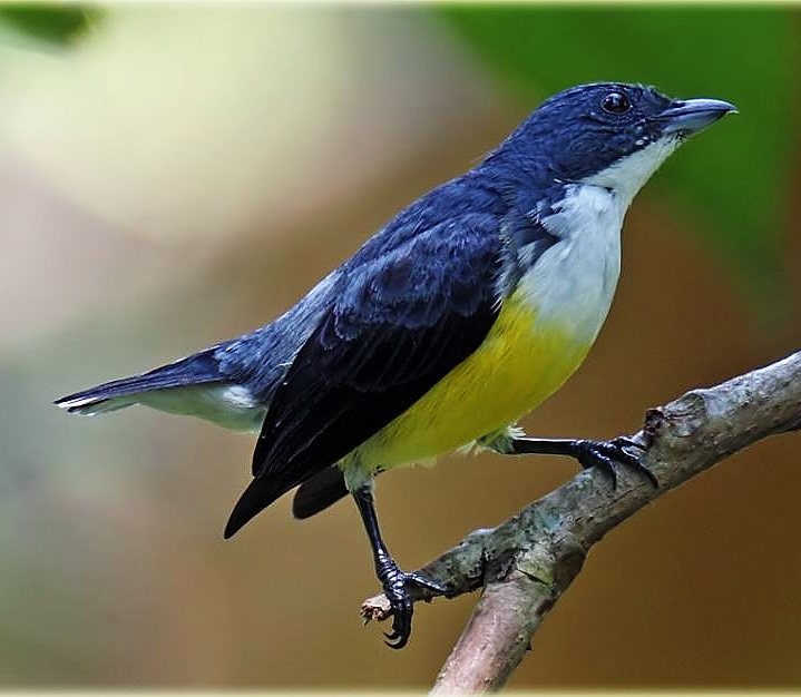 White-throated flowerpecker