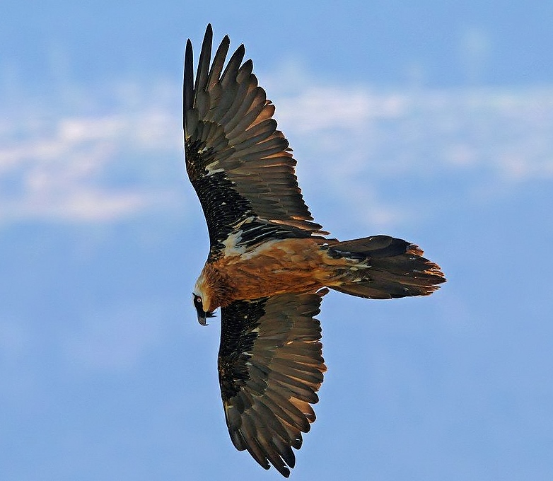 Bearded vulture