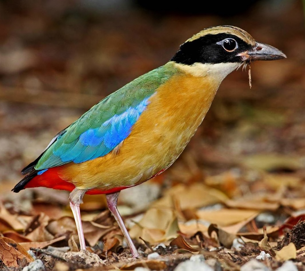 Blue-winged pitta