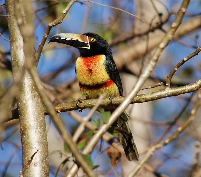 Collared aracari