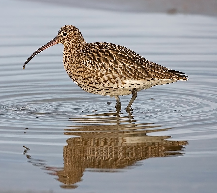 Eurasian curlew