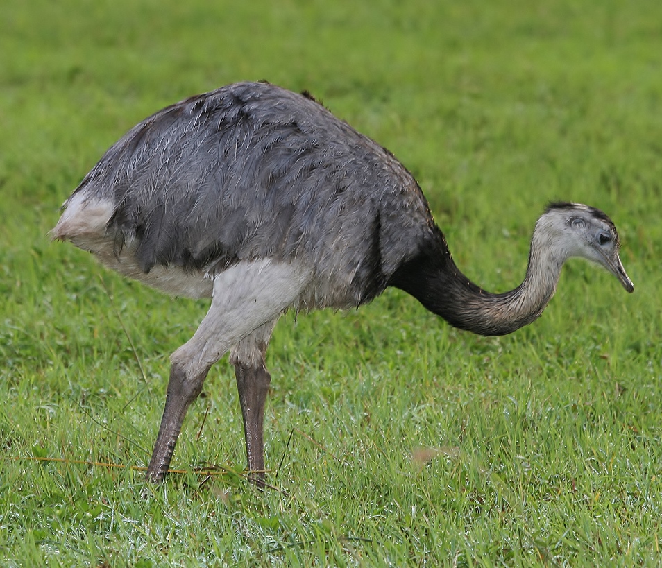 Greater rhea