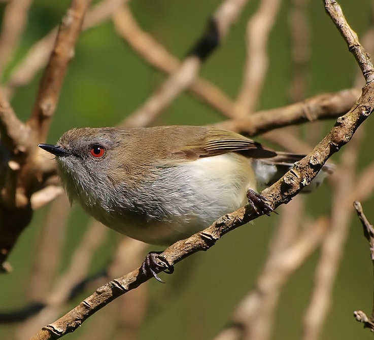 Grey gerygone